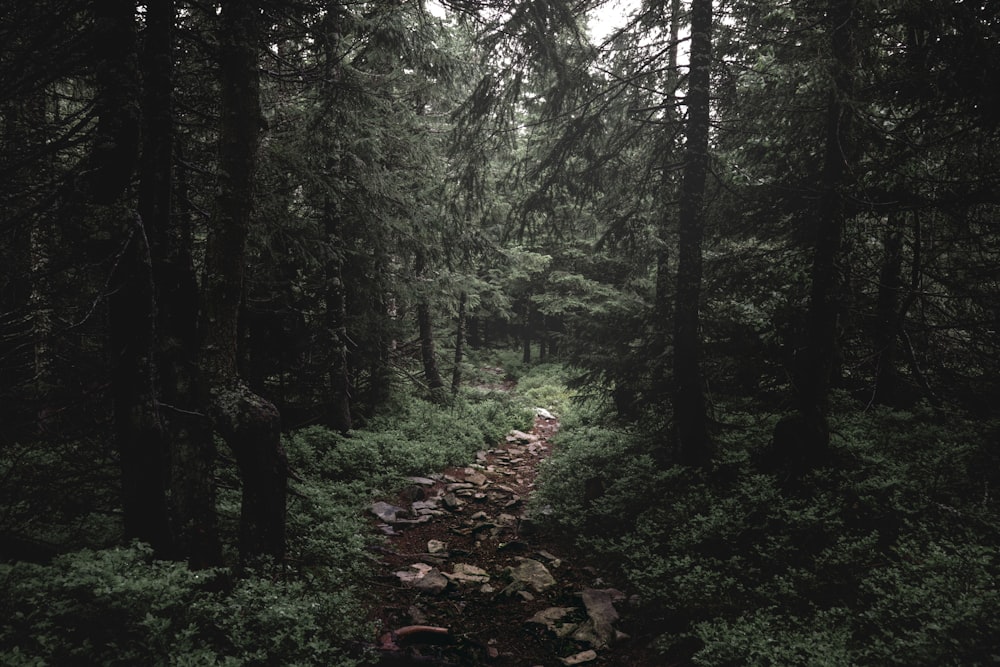 green trees and plants during daytime