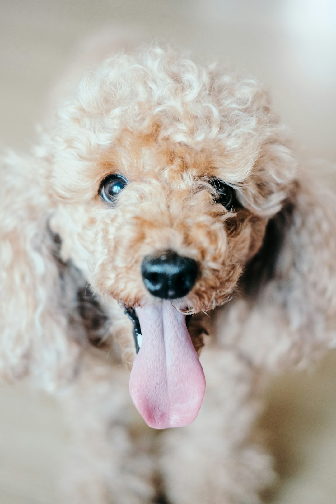 brown curly coated small dog