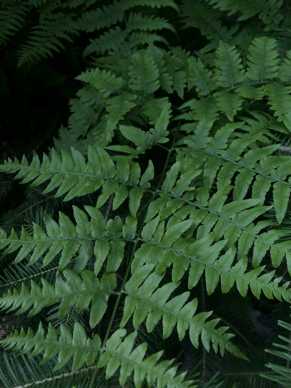 green fern plant during daytime