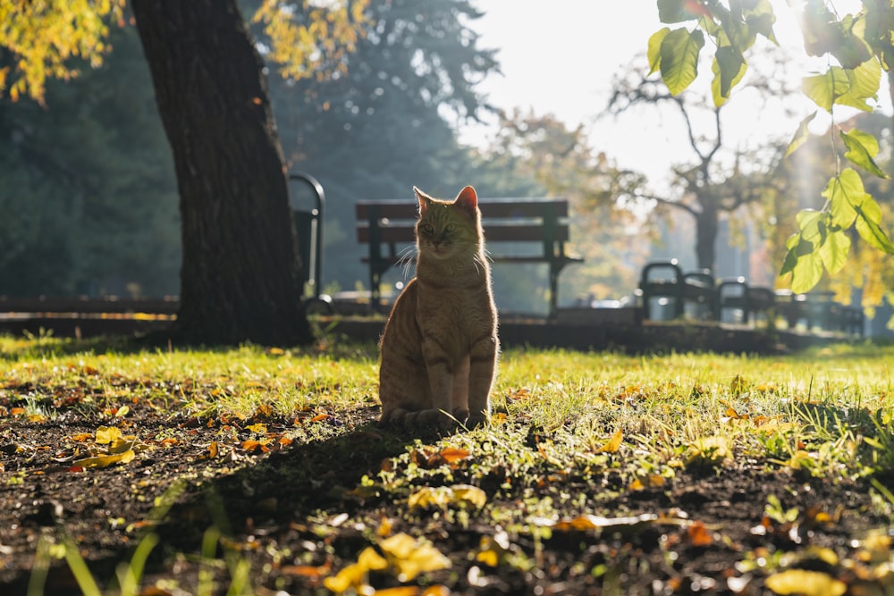 orange tabby cat sitting on ground with dried leaves