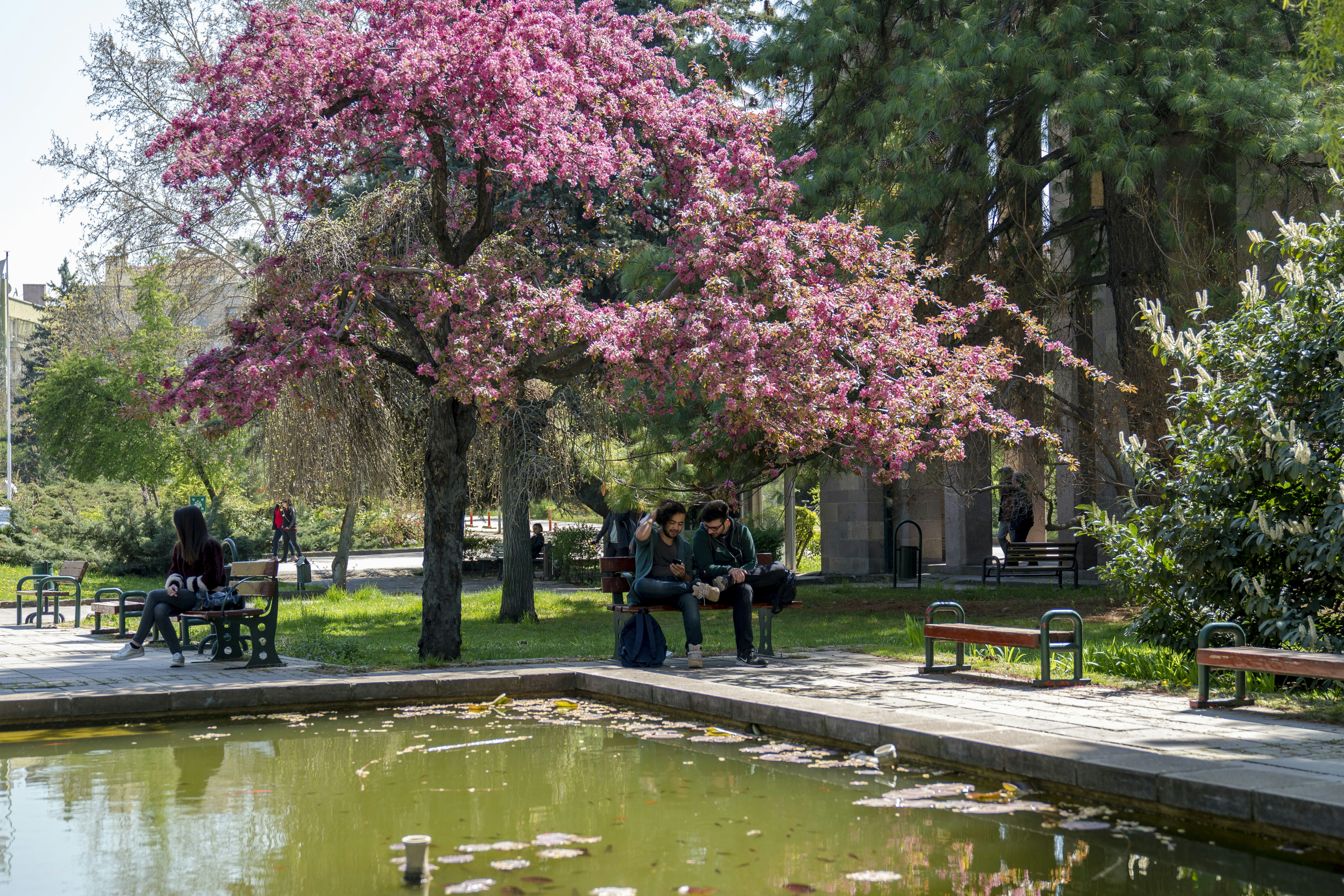 people sitting on bench under pink leaf trees during daytime