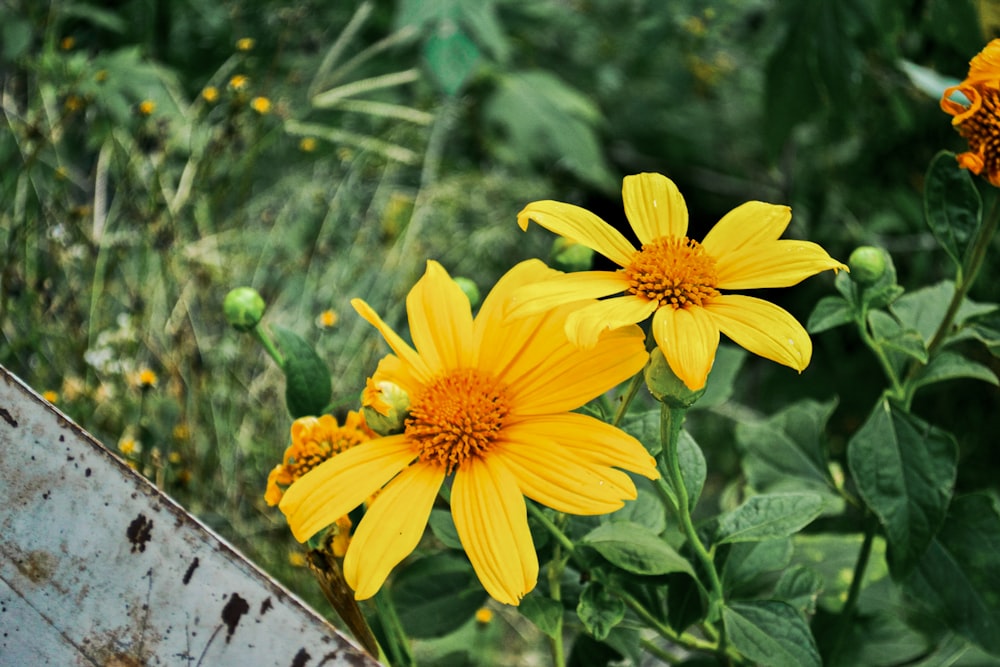 yellow flower in tilt shift lens