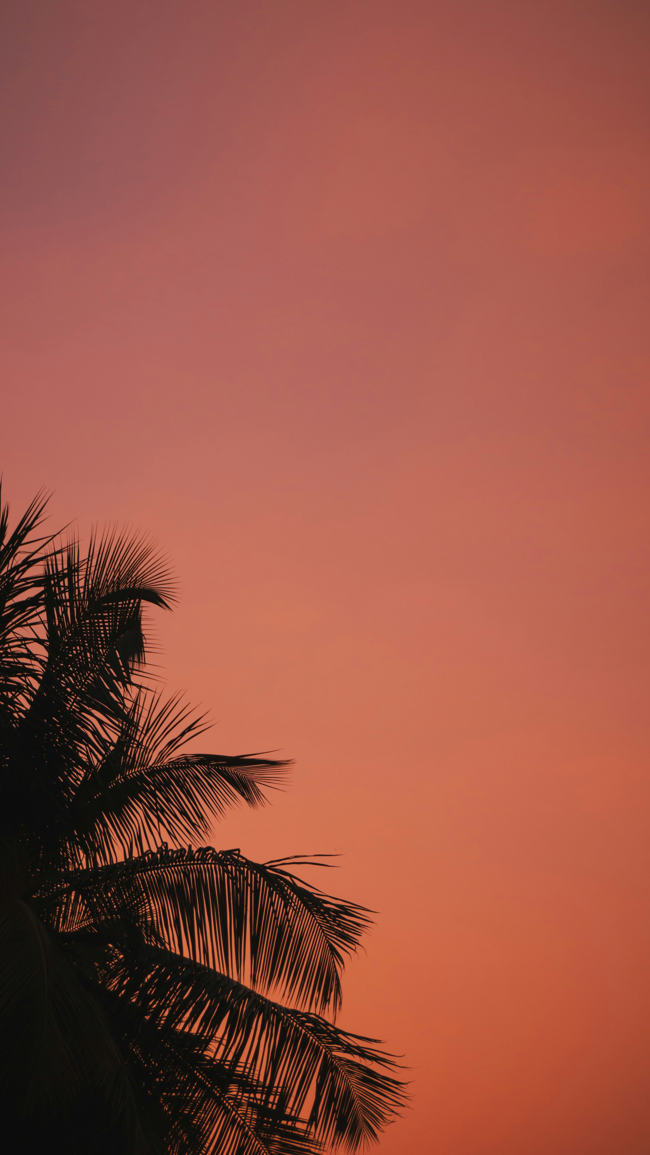 palm tree under orange sky