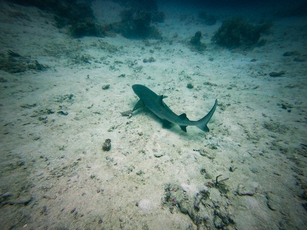 gray and black fish on white sand