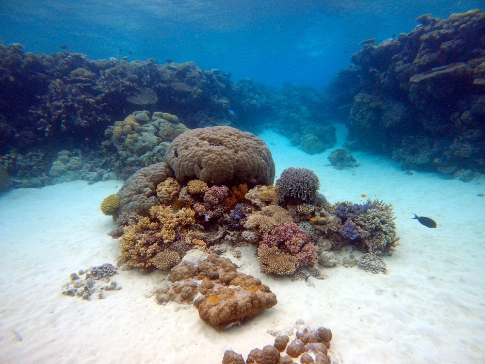 하얀 모래 위의 갈색 산호초