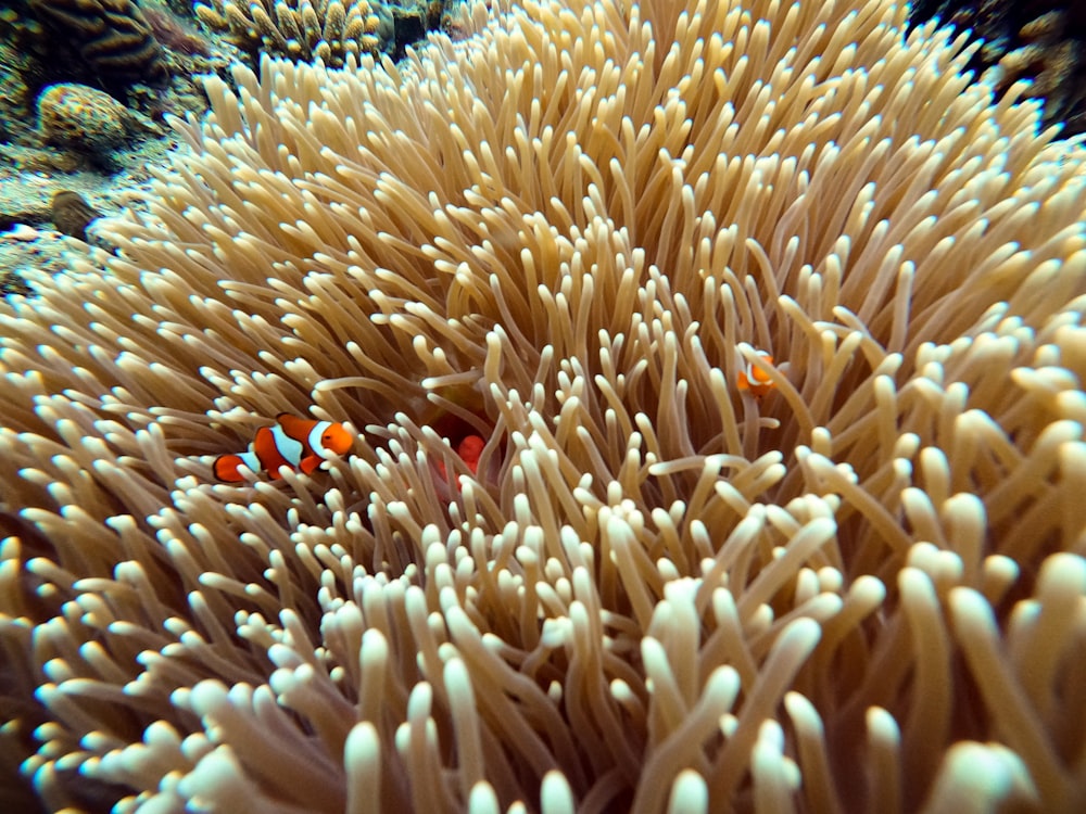orange and white clown fish on coral reef