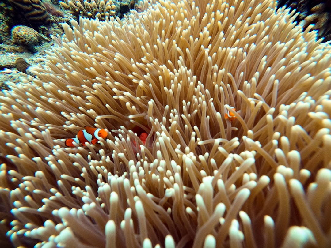 orange and white clown fish on coral reef, Anemone fish / Clown Fish