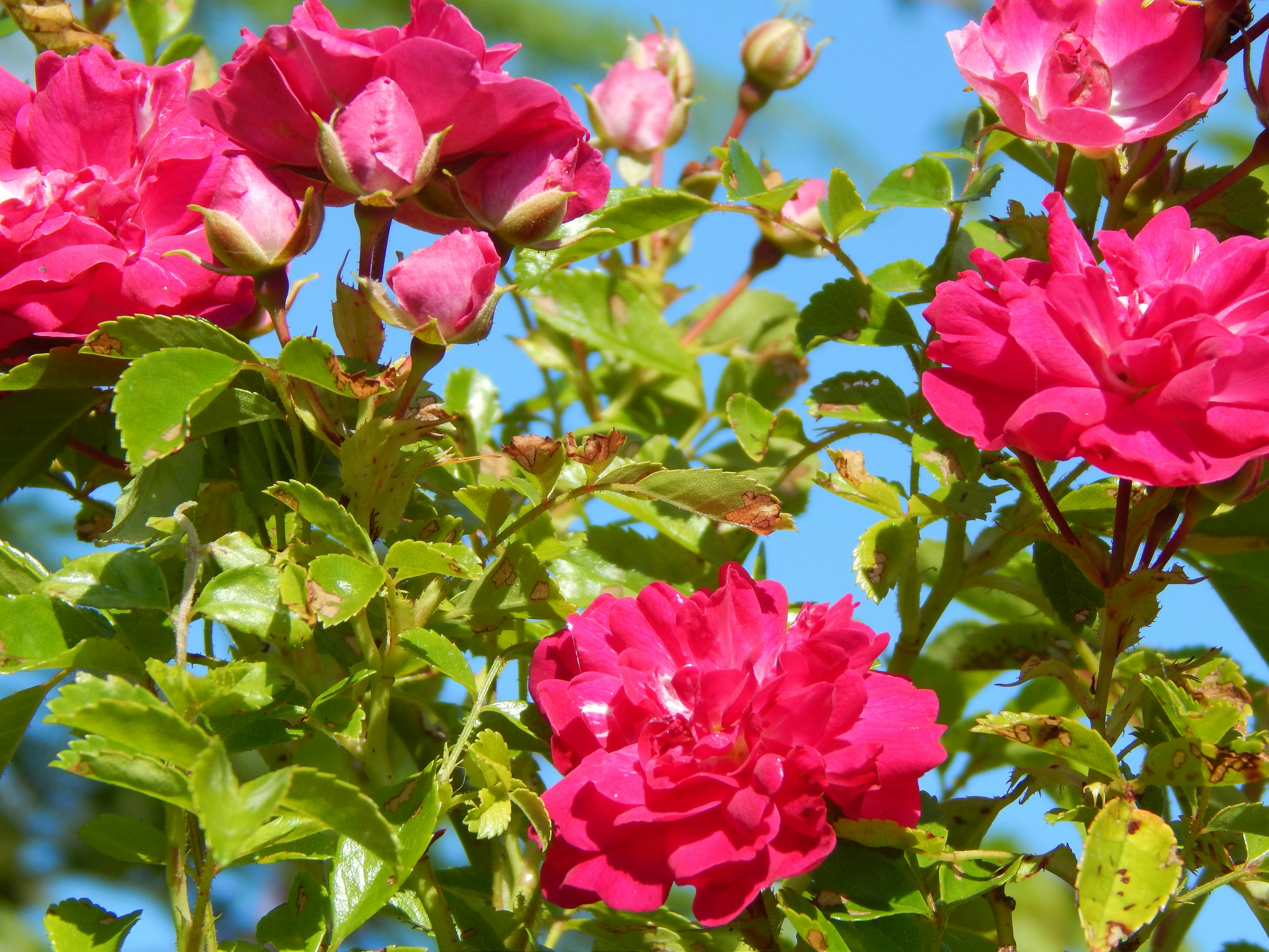 Photo by hullabaloo22