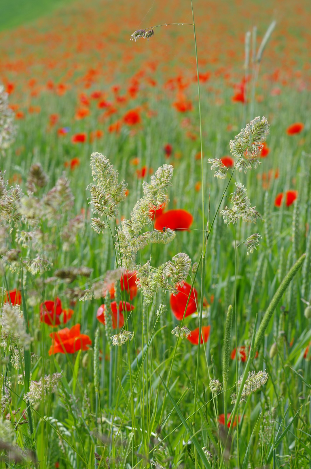 red flowers in the field