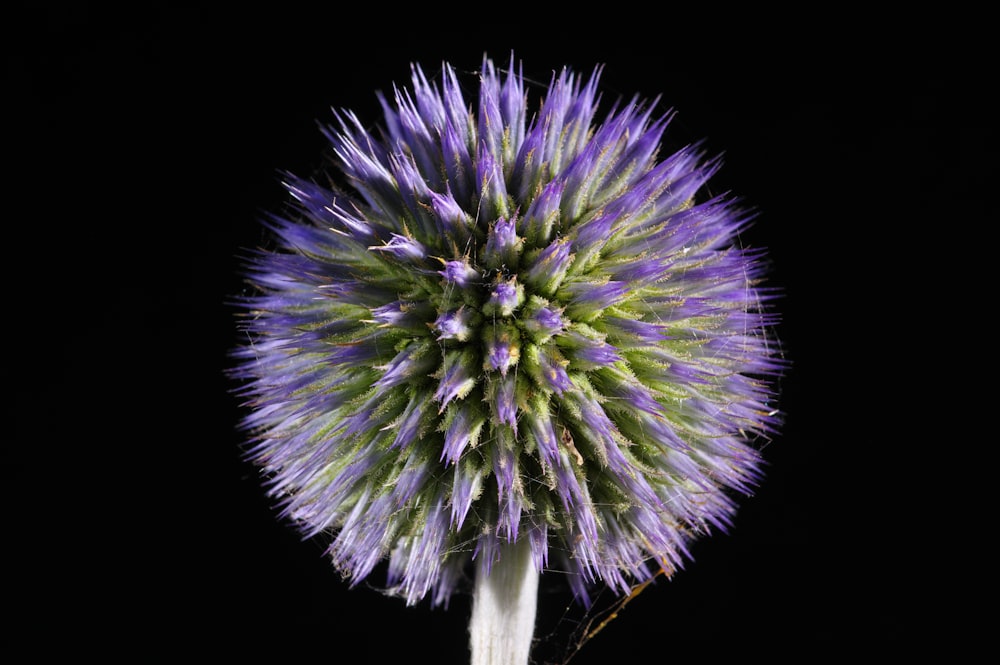 purple and white flower in close up photography