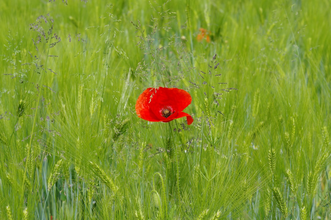 red flower in green grass field