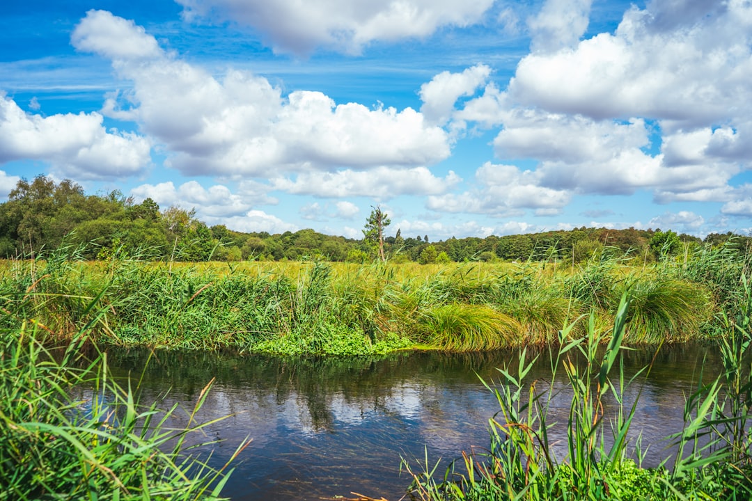 green grass field beside river under blue sky and white clouds during daytime