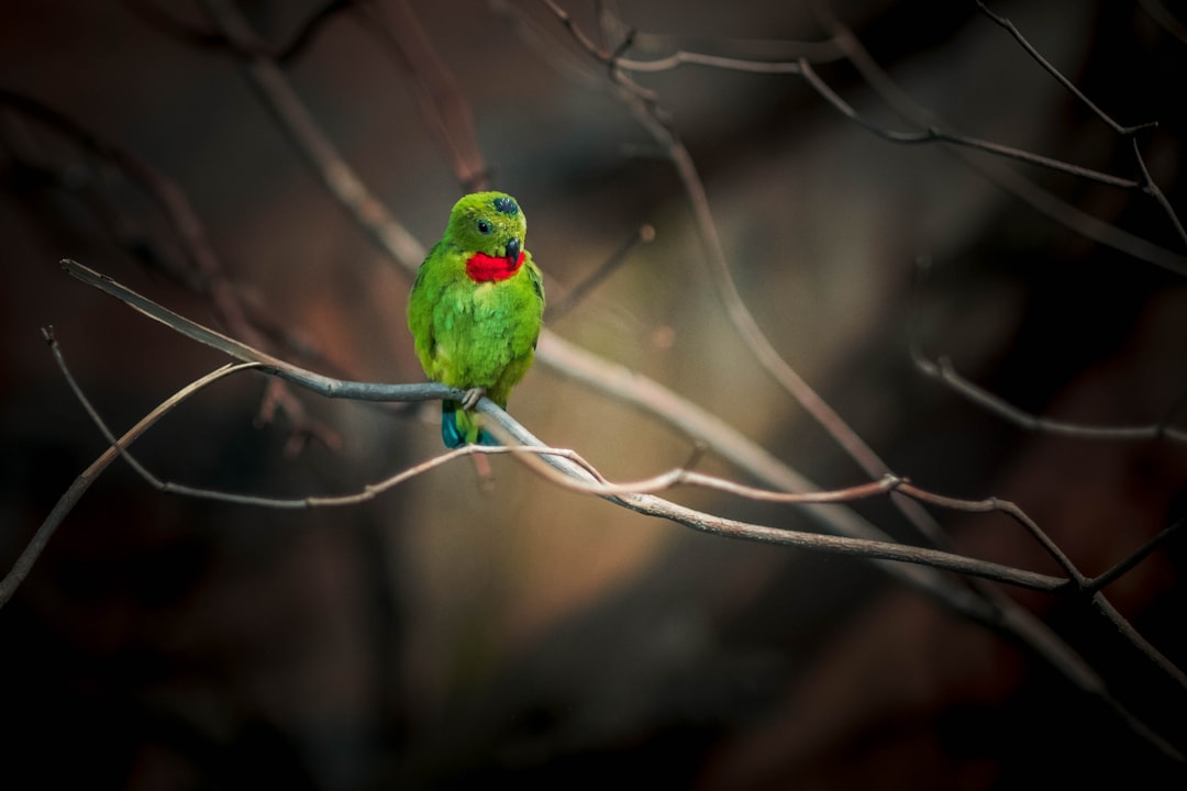 green bird on brown tree branch