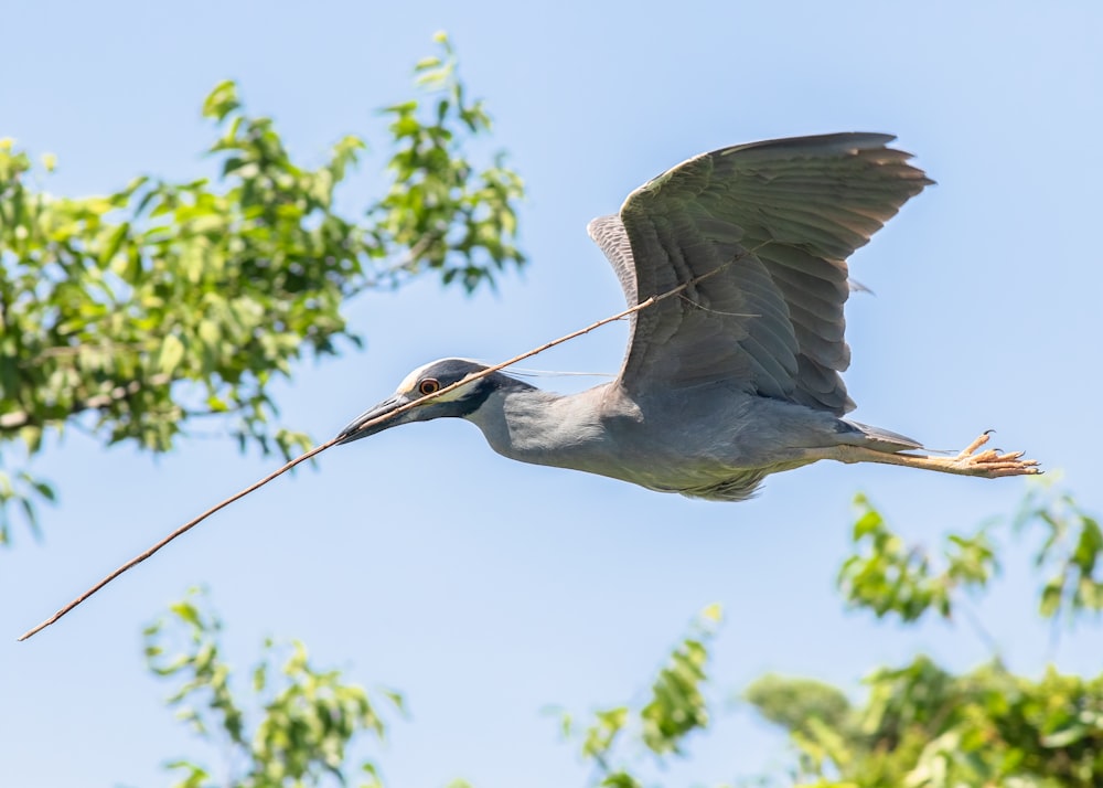 white and gray bird on tree branch during daytime