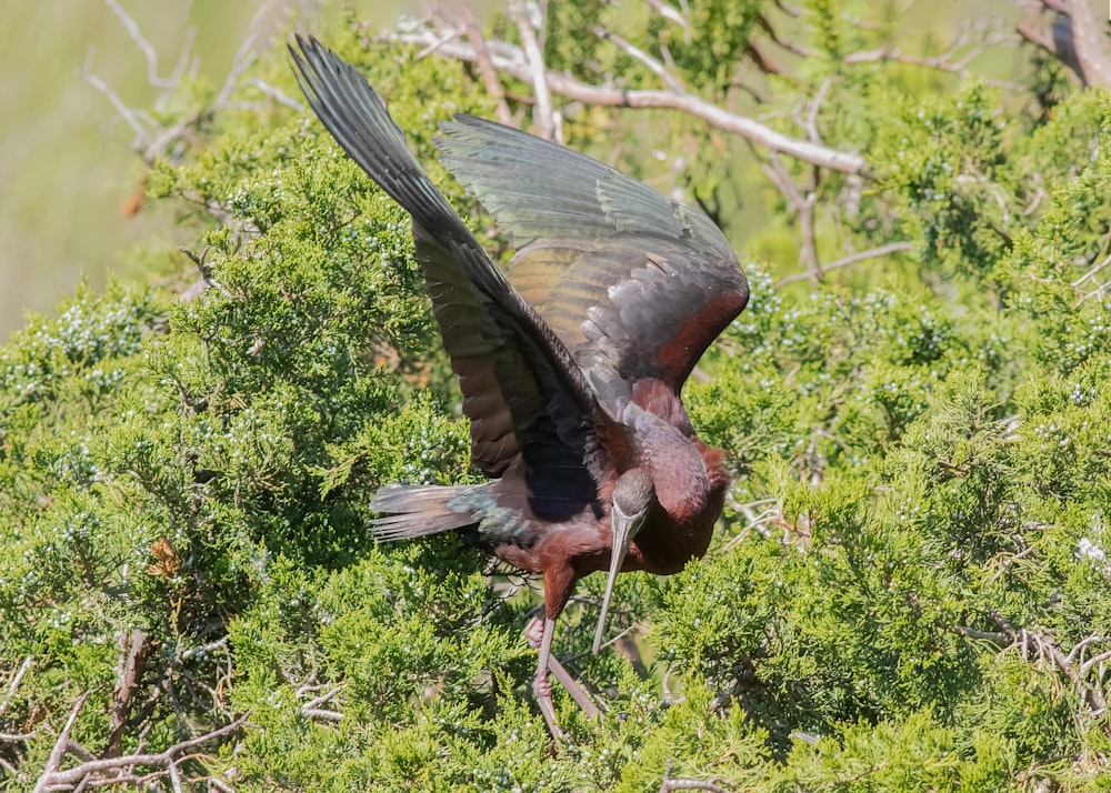 昼間、緑の芝生の上を飛ぶ黒と白の鳥