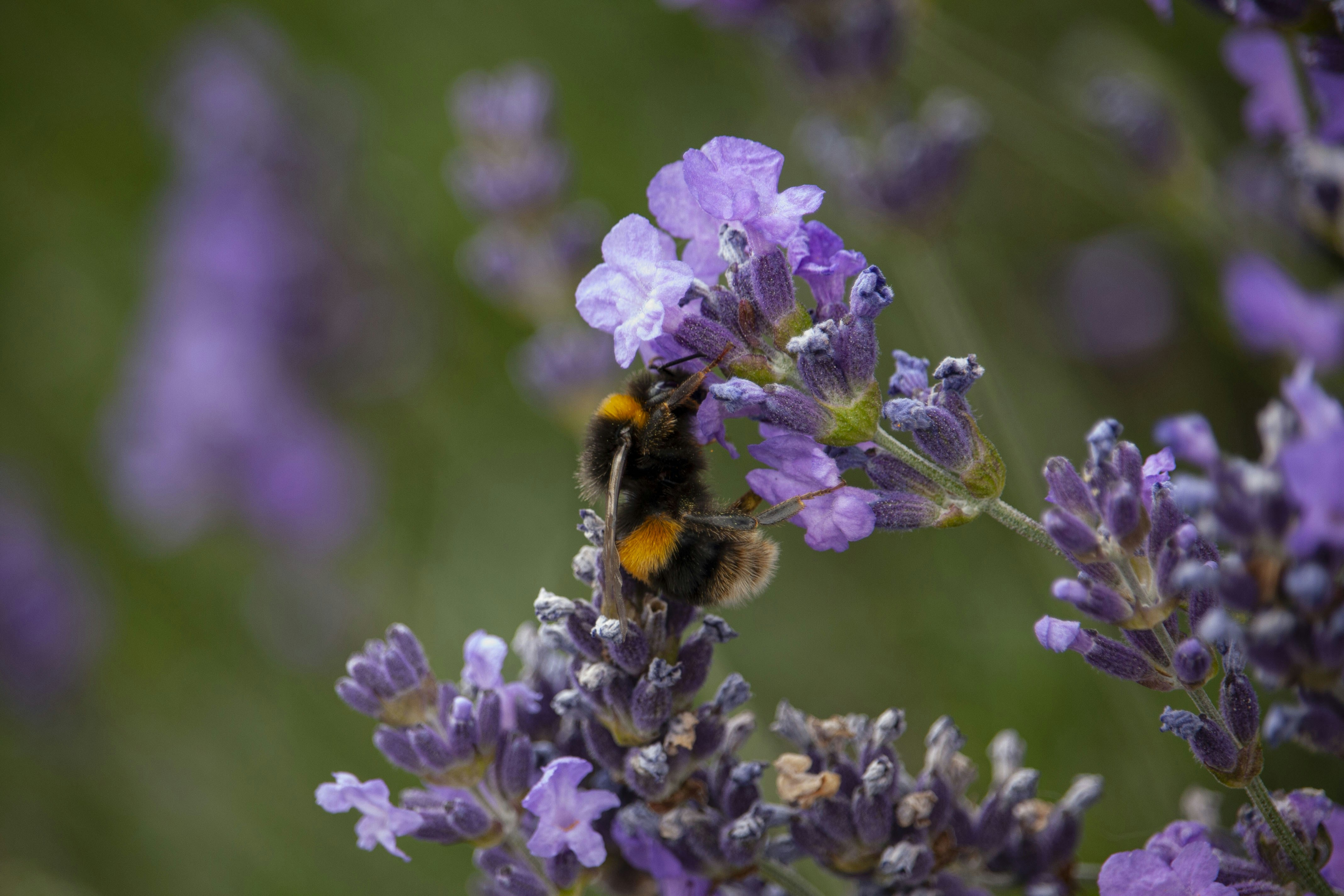 Photo by henry_ecc1stone