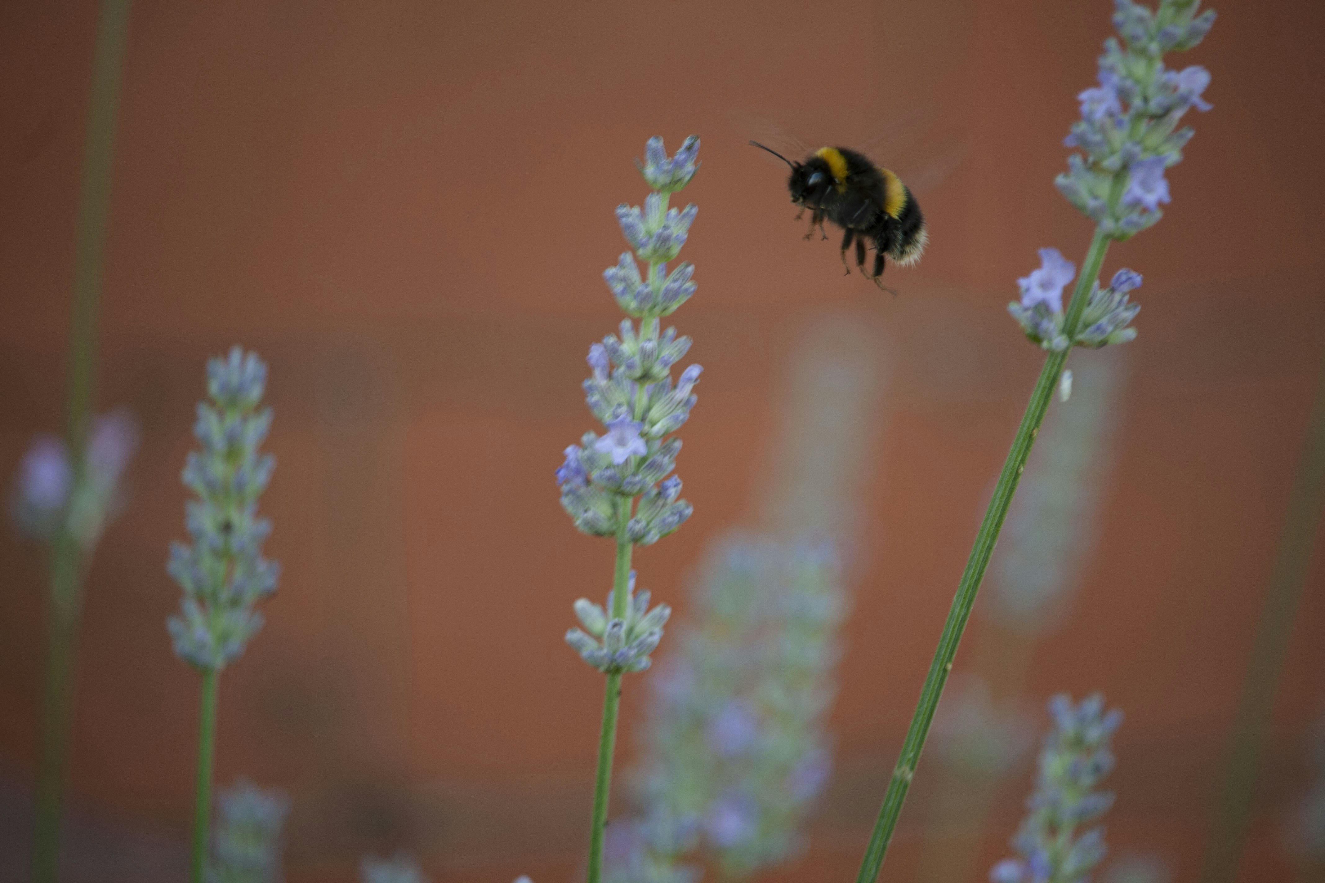 black and yellow bee on pink flower