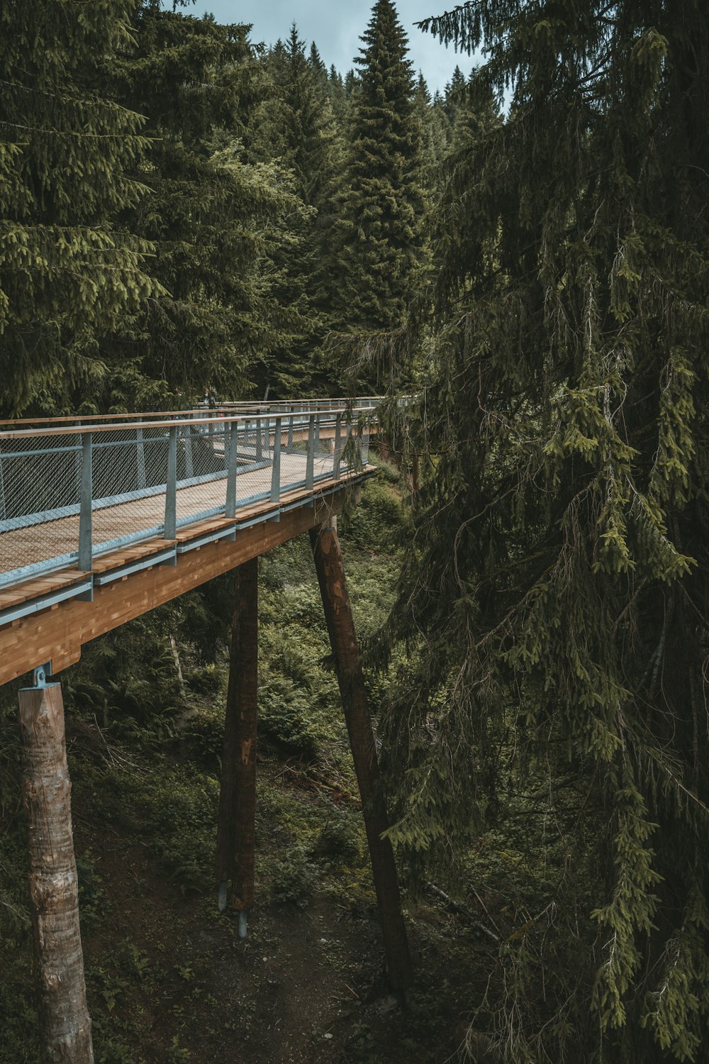 brown wooden bridge in forest during daytime