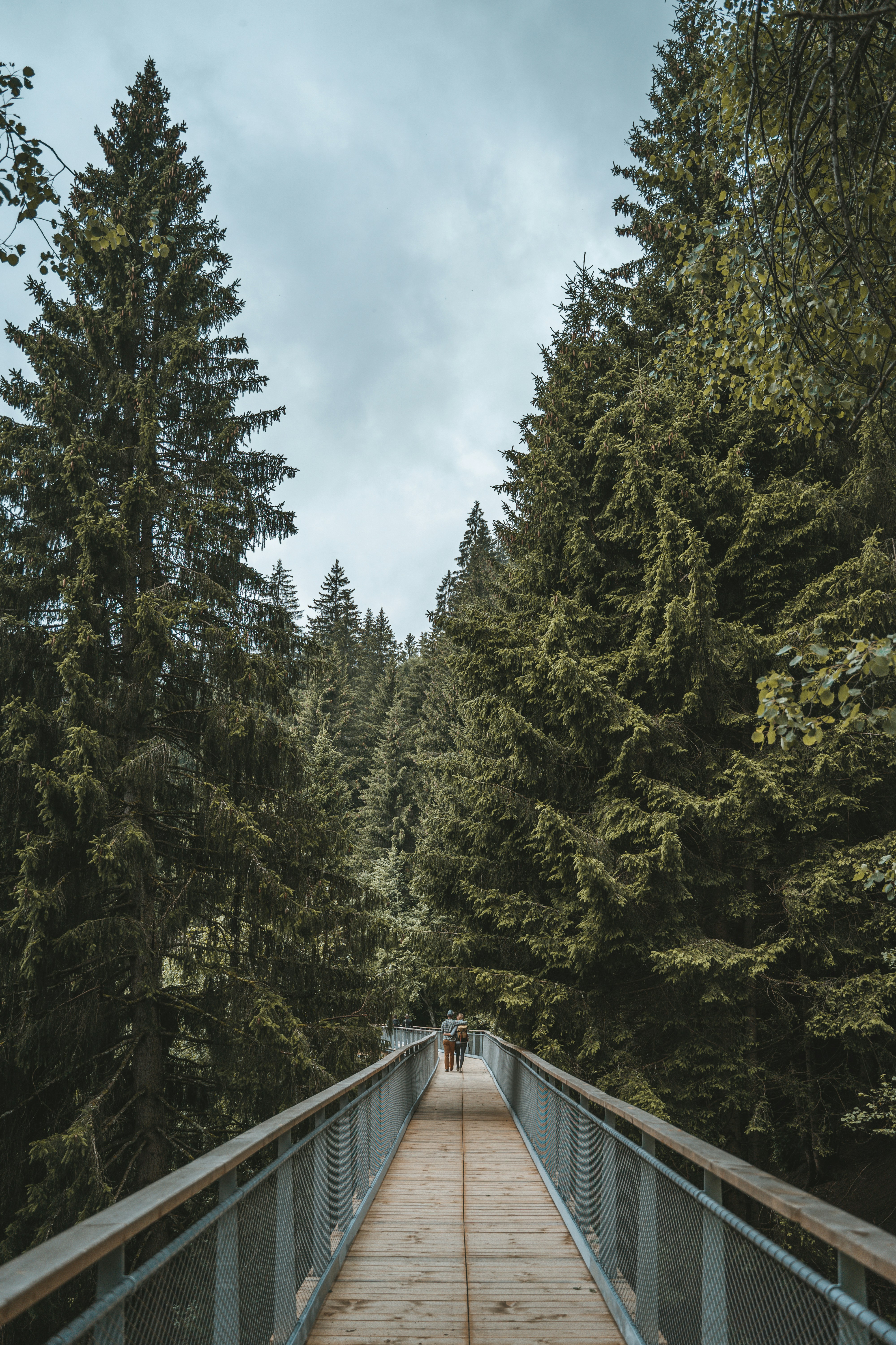 green trees under white clouds during daytime