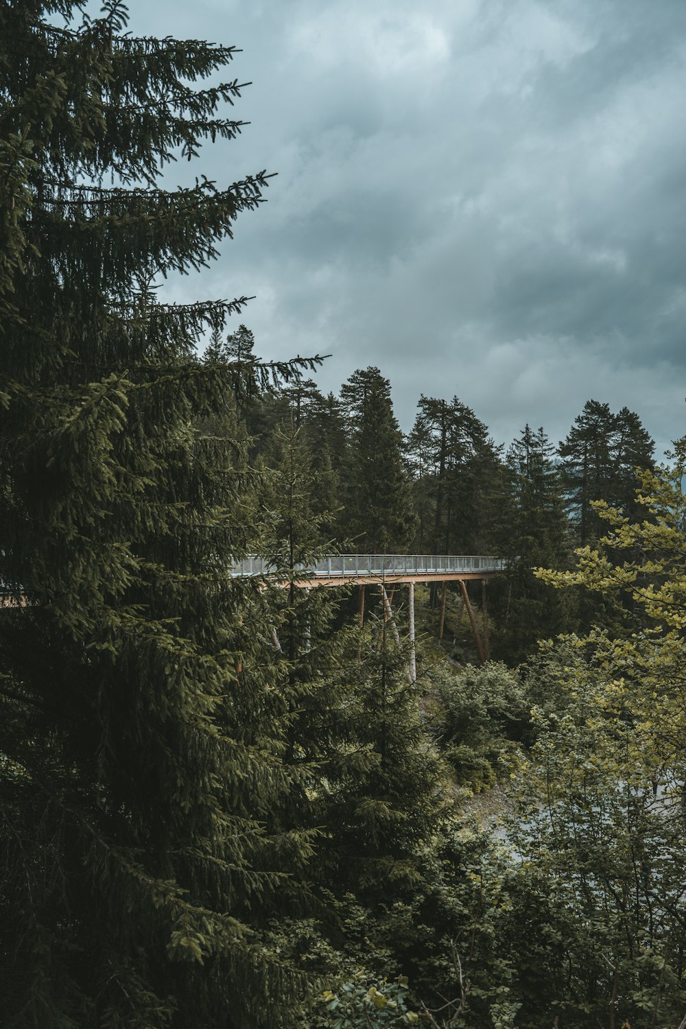 green trees under cloudy sky during daytime