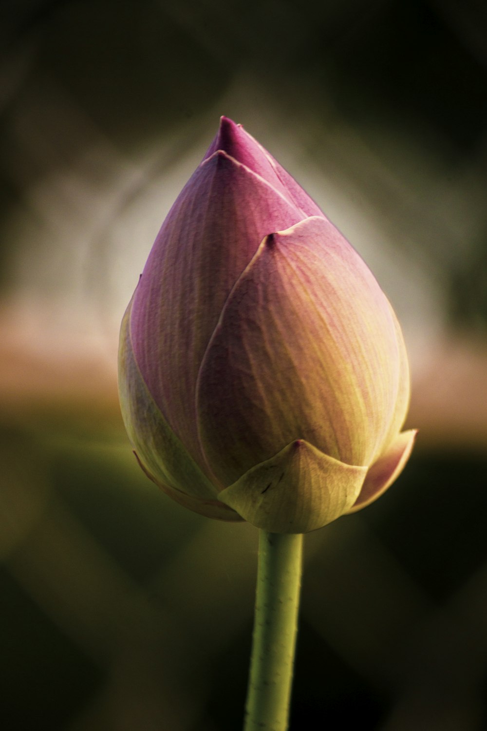 purple flower bud in close up photography