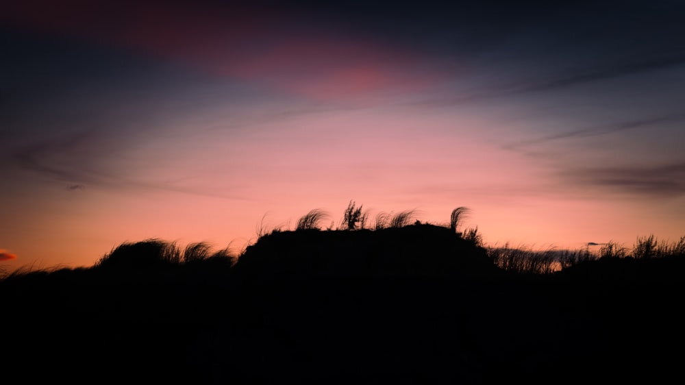 silhouette of trees during sunset