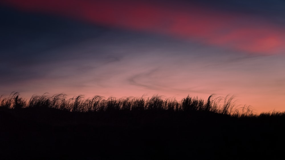 silhouette di alberi durante il tramonto