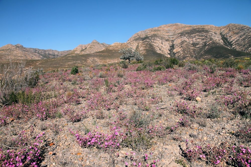 pink flowers on brown mountain under blue sky during daytime
