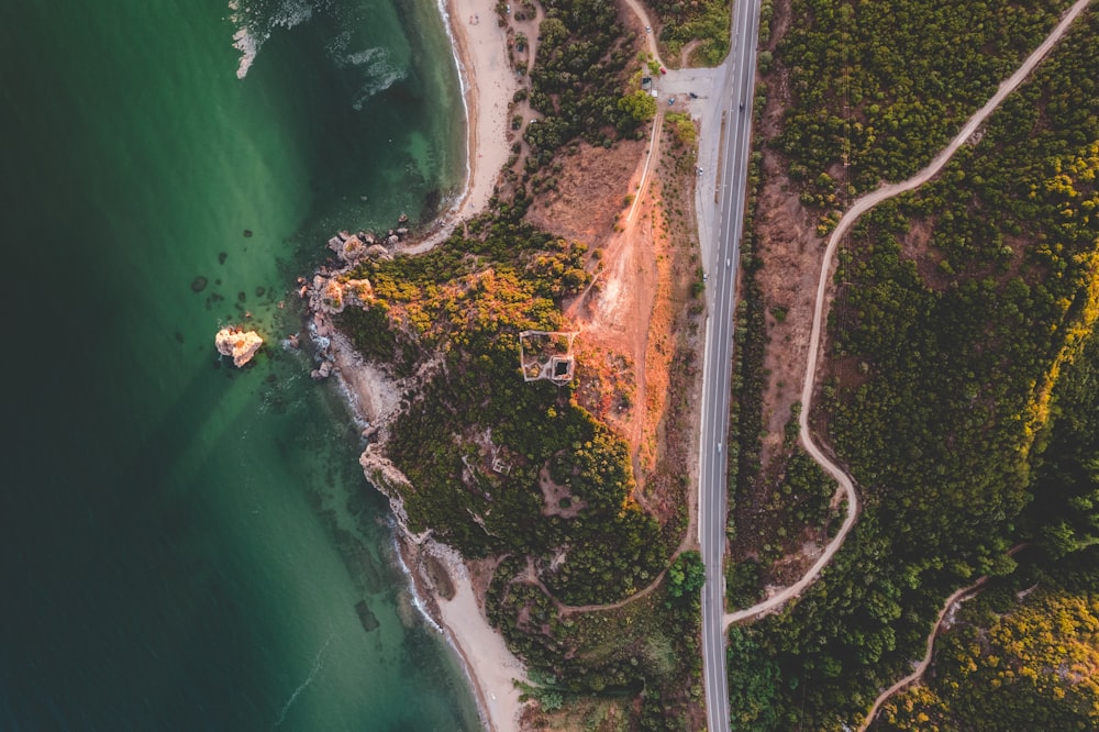 aerial view of green and brown trees beside body of water during daytime