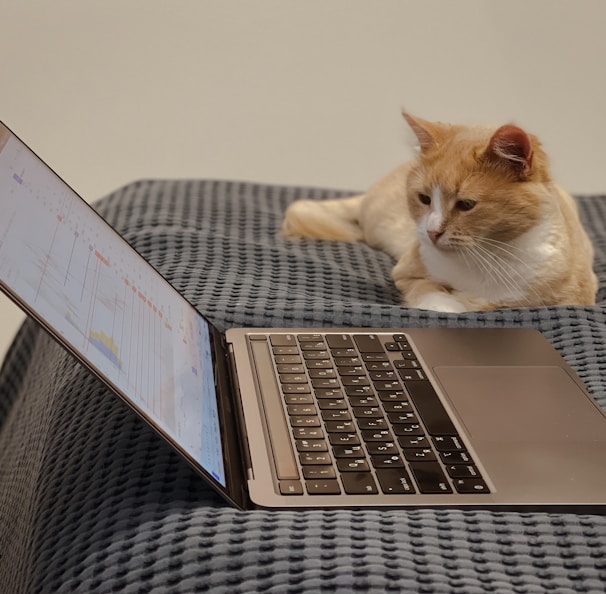 orange and white cat on macbook pro