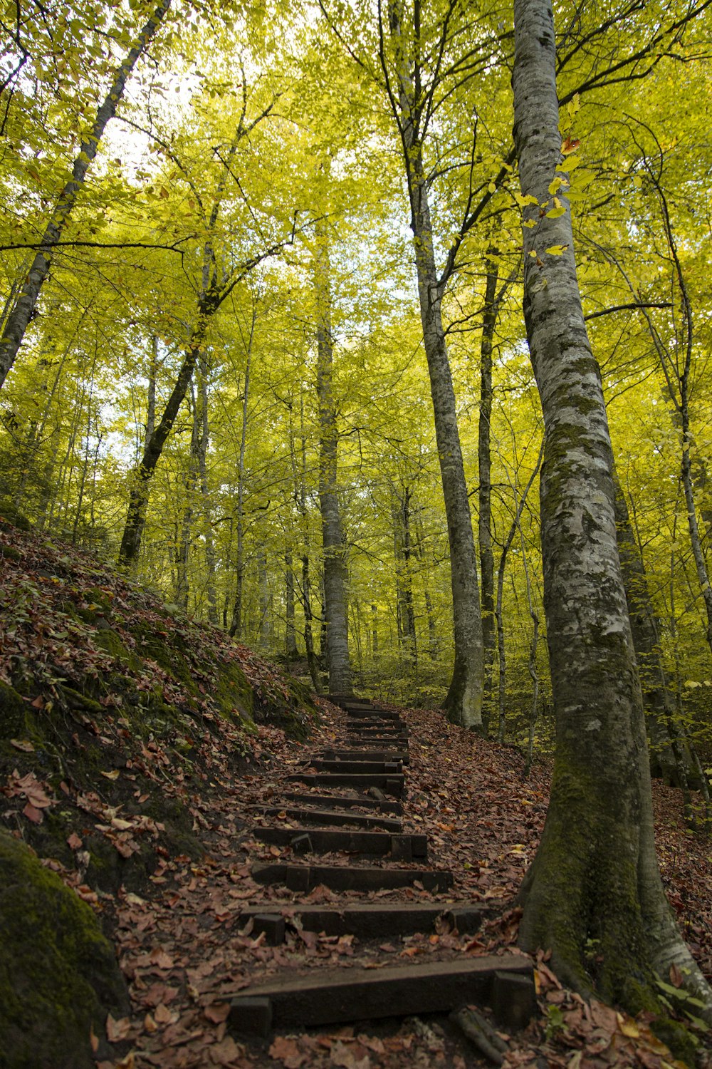 낮에는 푸른 나무 사이의 갈색 콘크리트 계단