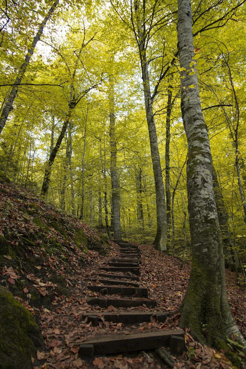 brown concrete stairs between green trees during daytime