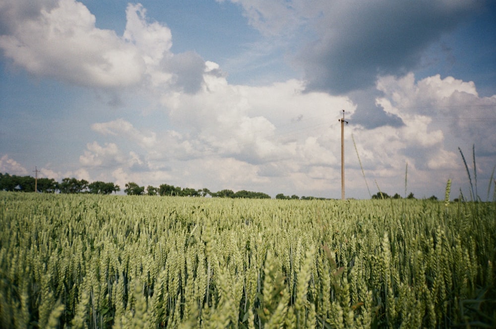 Grünes Grasfeld unter weißen Wolken und blauem Himmel tagsüber