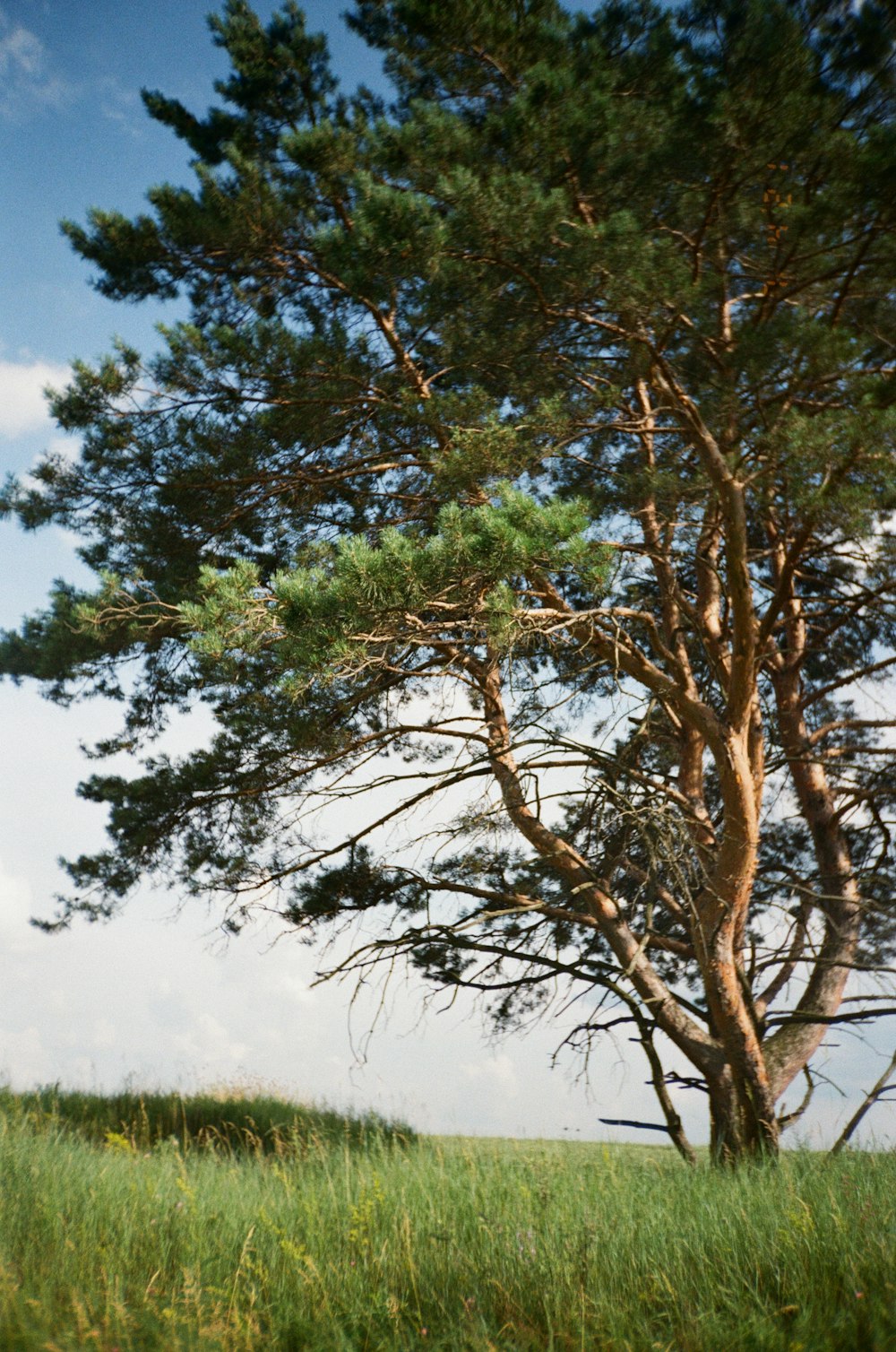 green tree under blue sky during daytime