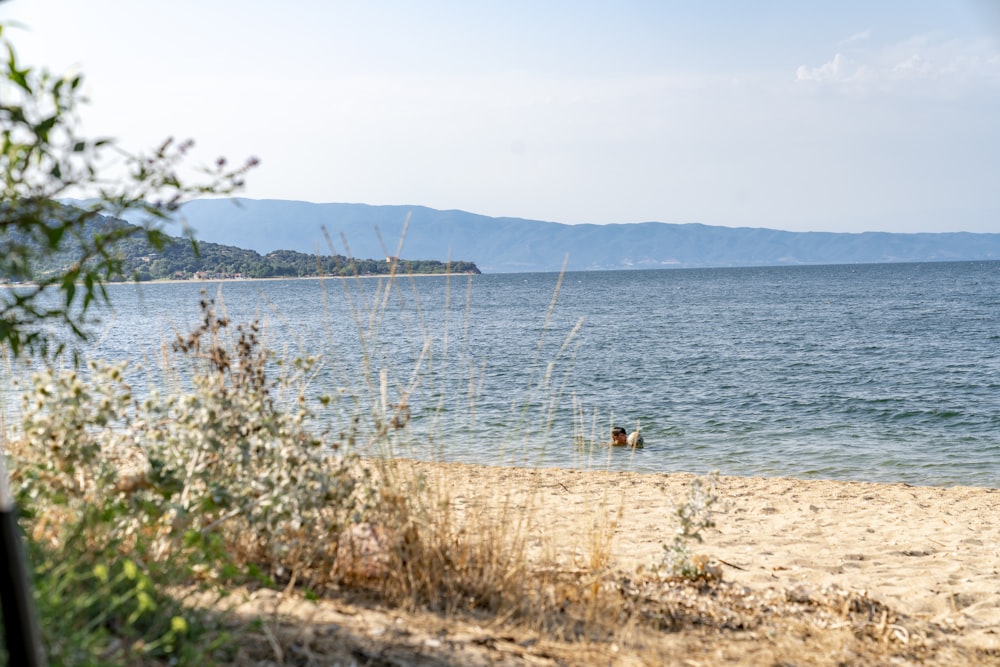 people on beach during daytime