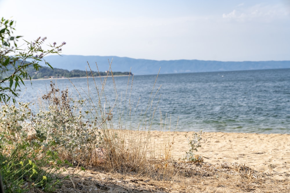 green grass near body of water during daytime