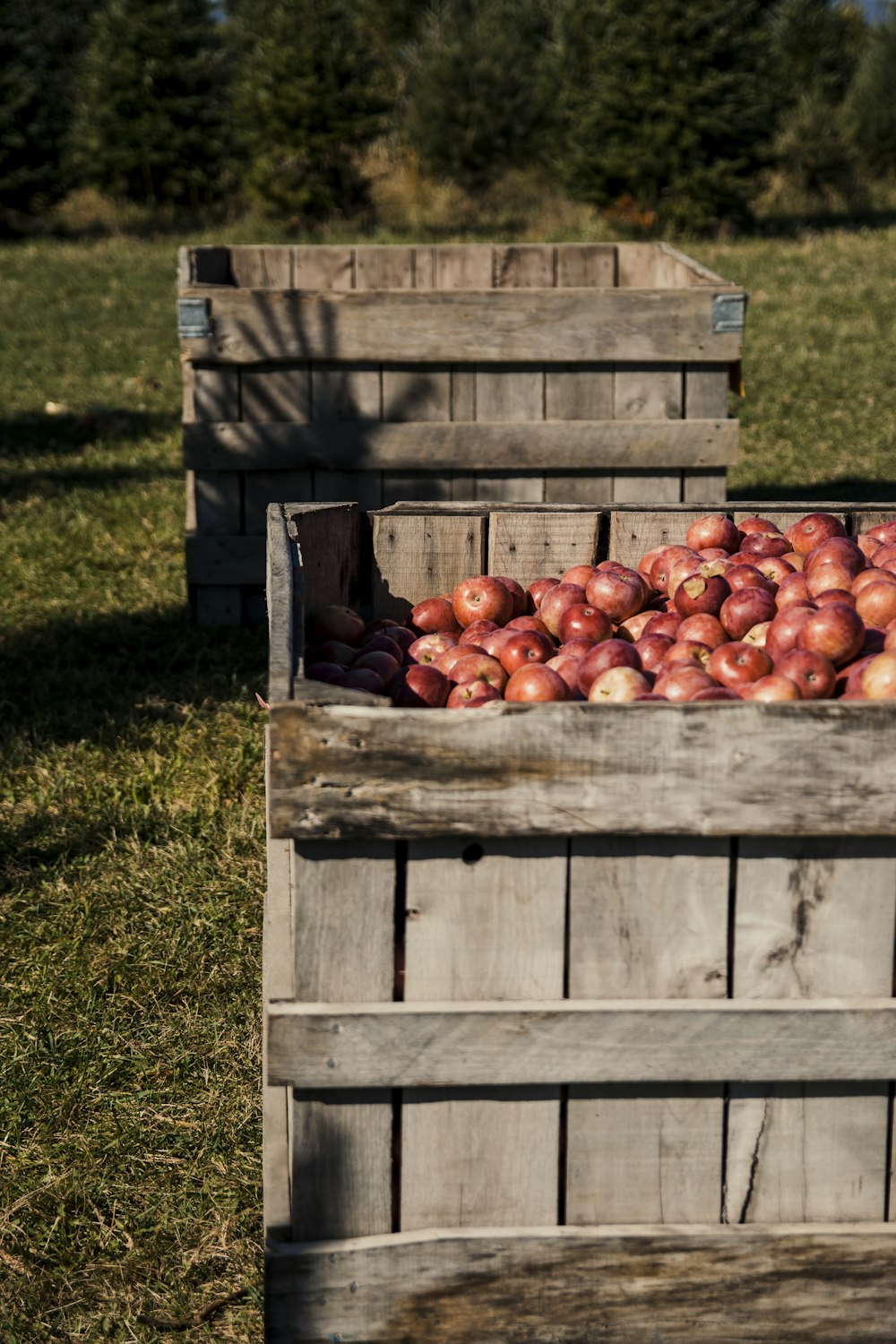red apples on brown wooden crate