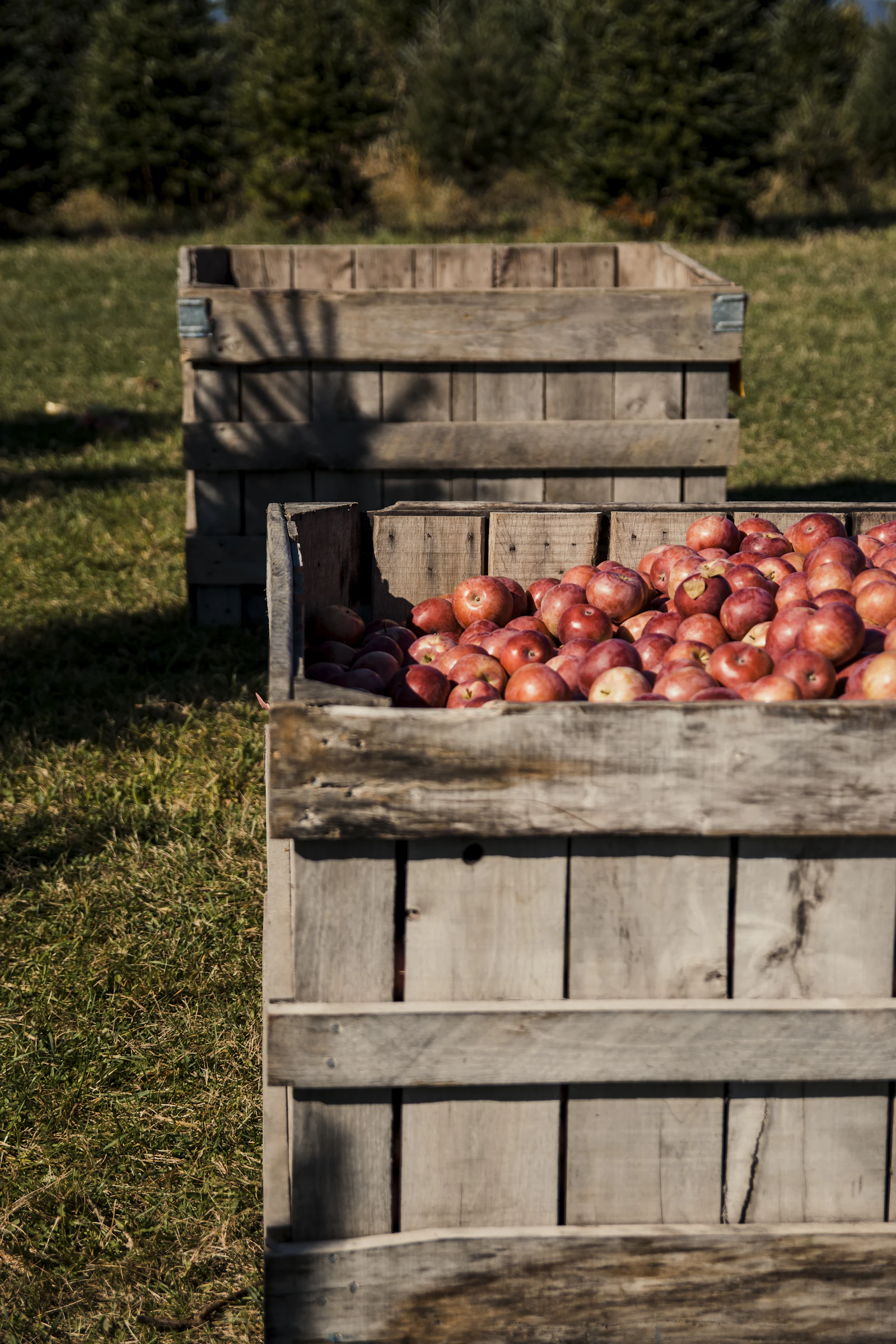 Red apples in a crate at harvest