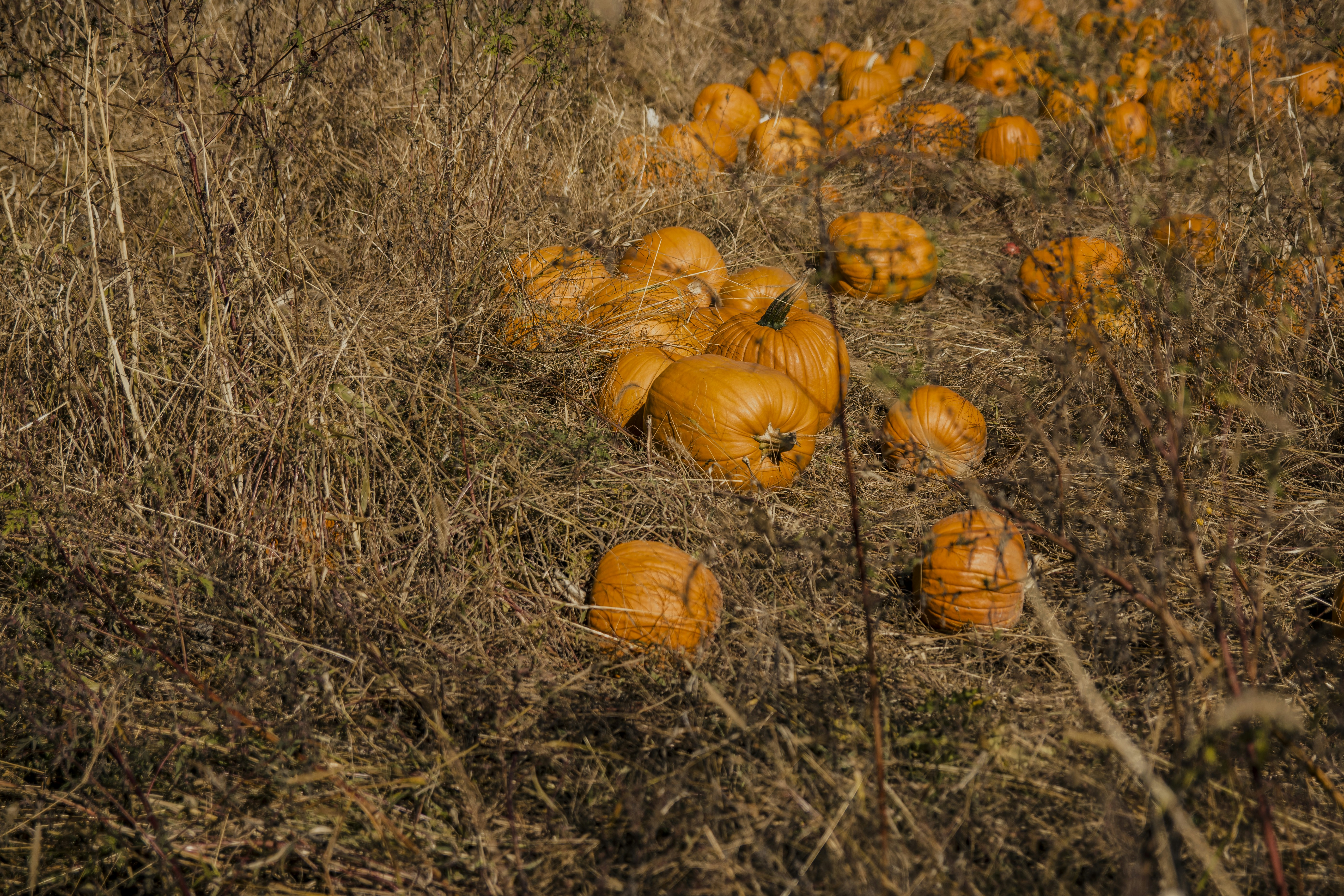 Field of Pumpkins