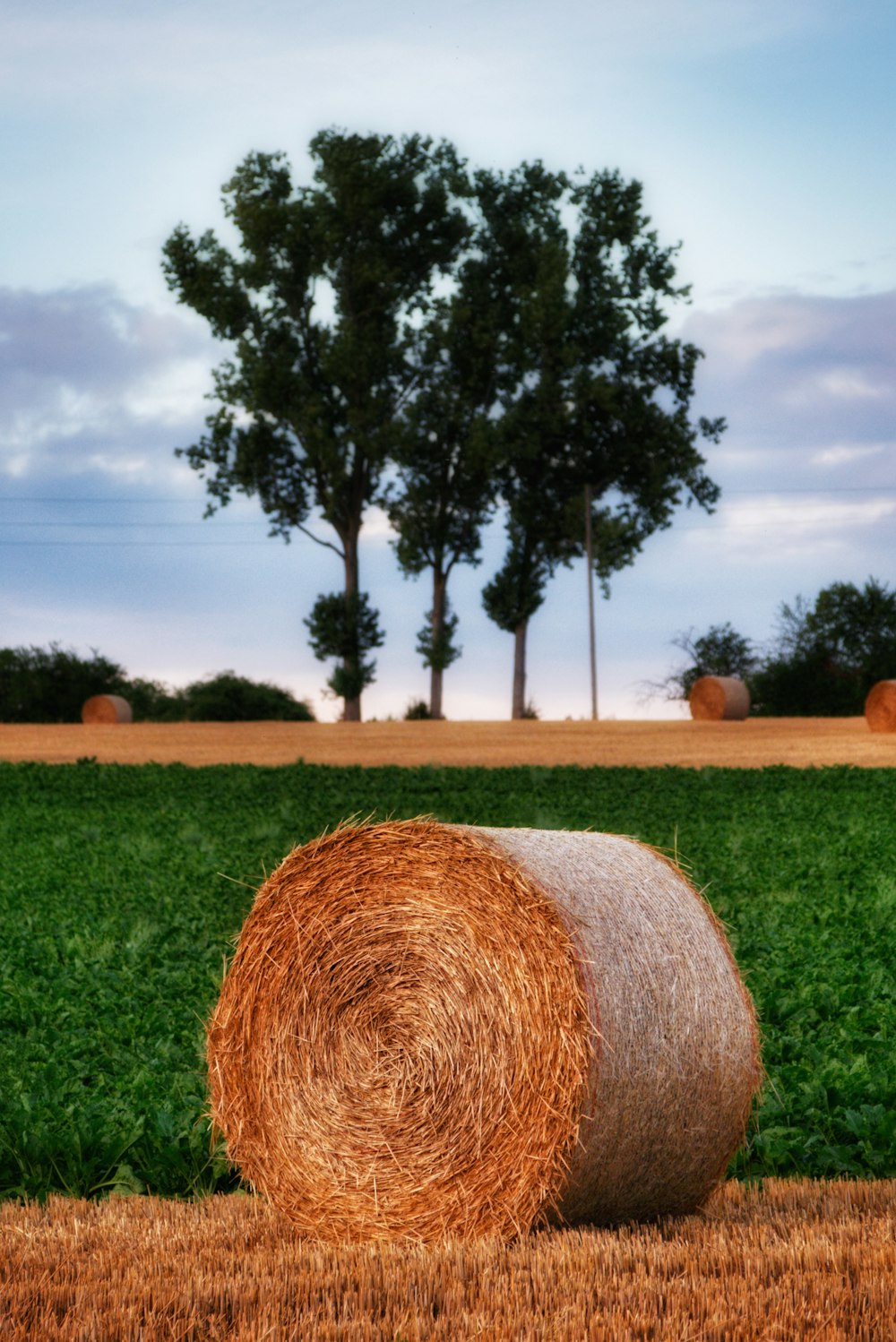 brown grass field under blue sky during daytime