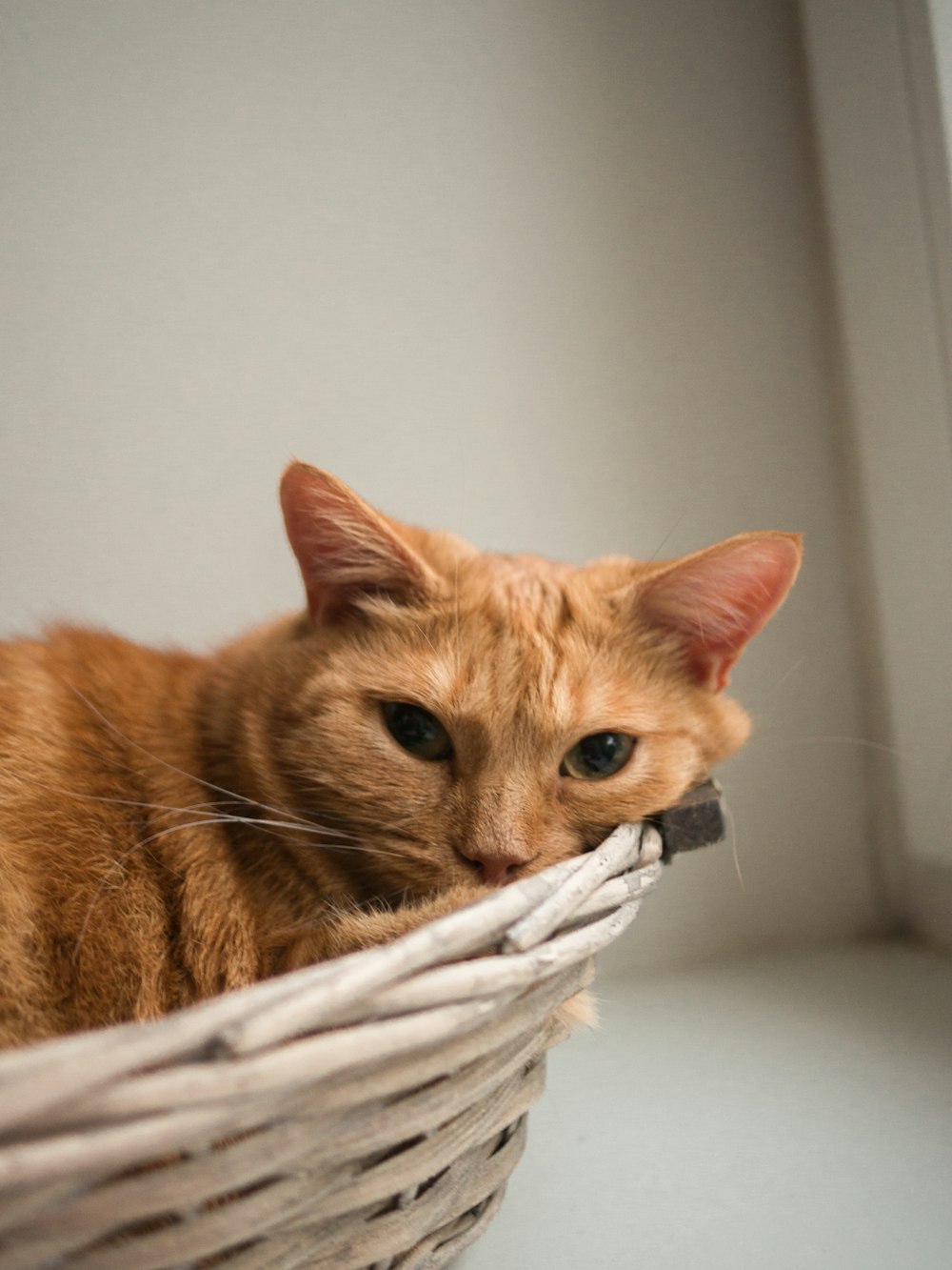 orange tabby cat on white textile