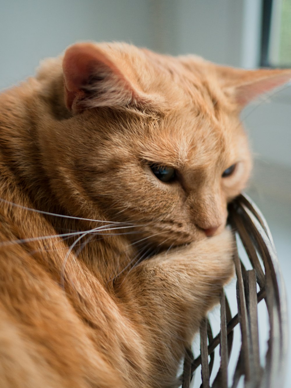 orange tabby cat on black metal basket