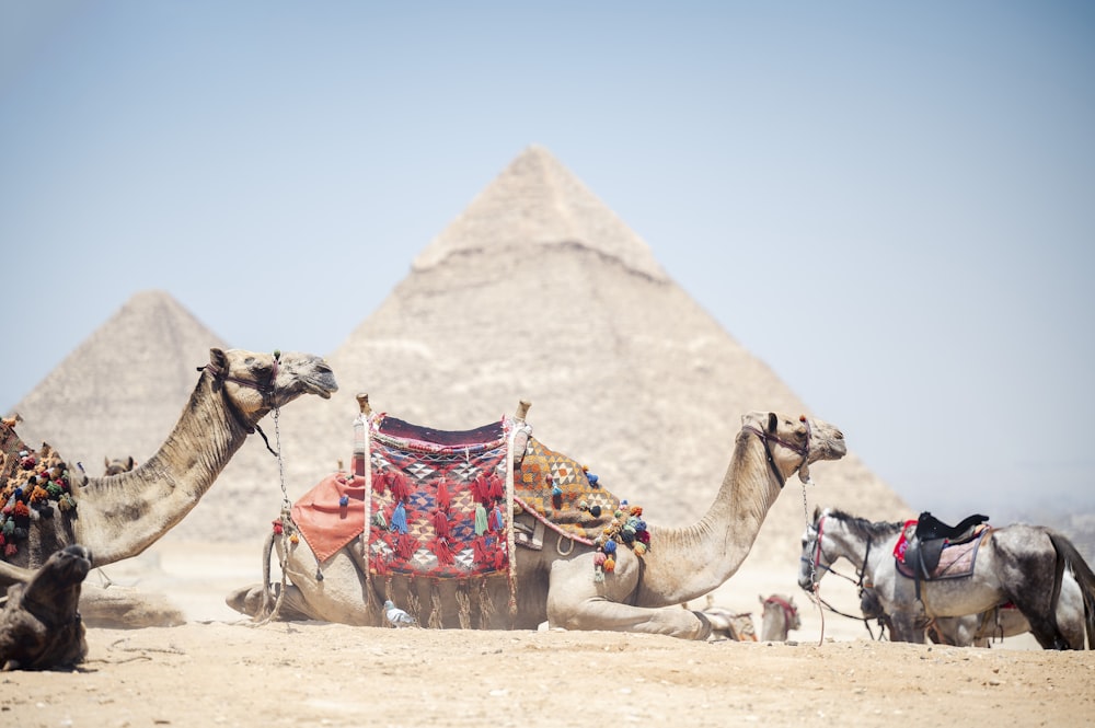 camelo no deserto durante o dia