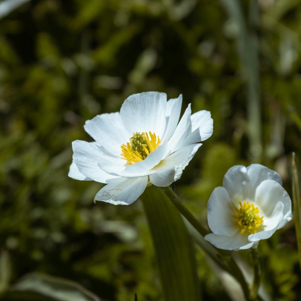 white flower in tilt shift lens