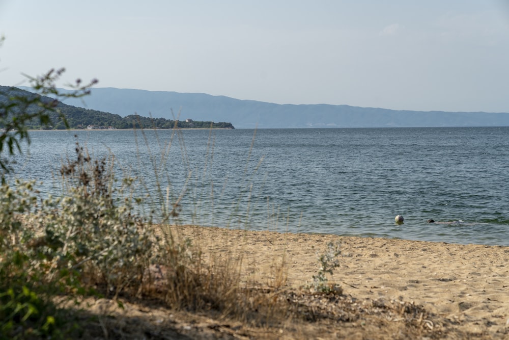 green grass near body of water during daytime