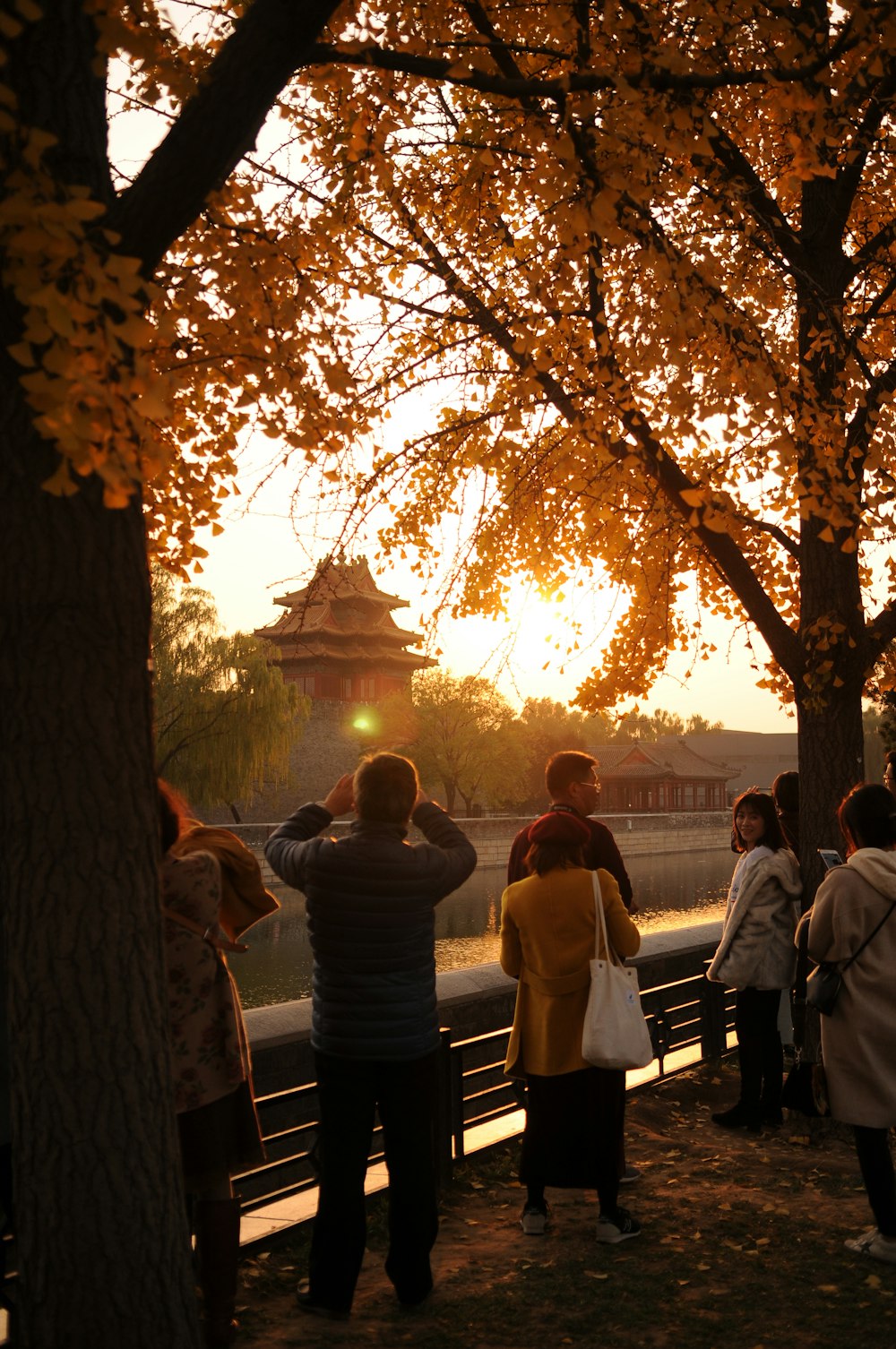 people sitting on bench near tree during sunset