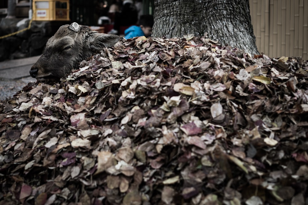 brown tabby cat lying on ground with dried leaves