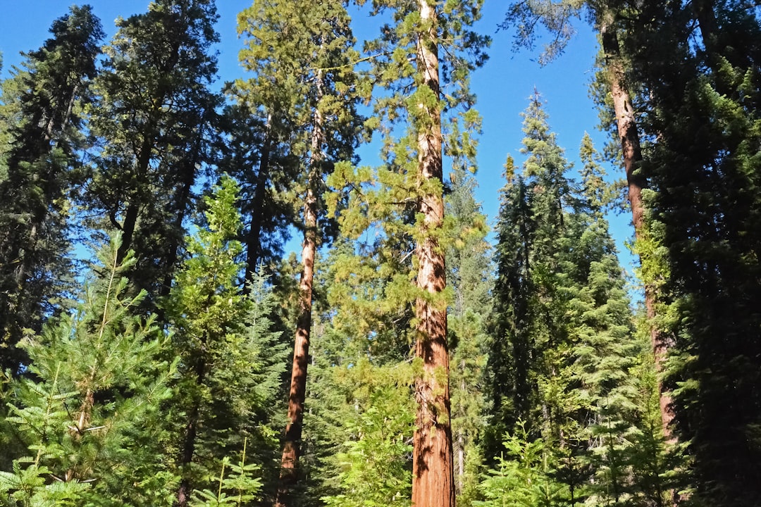 green trees under blue sky during daytime