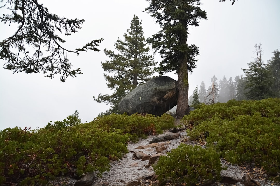 green tree on gray rocky mountain during daytime