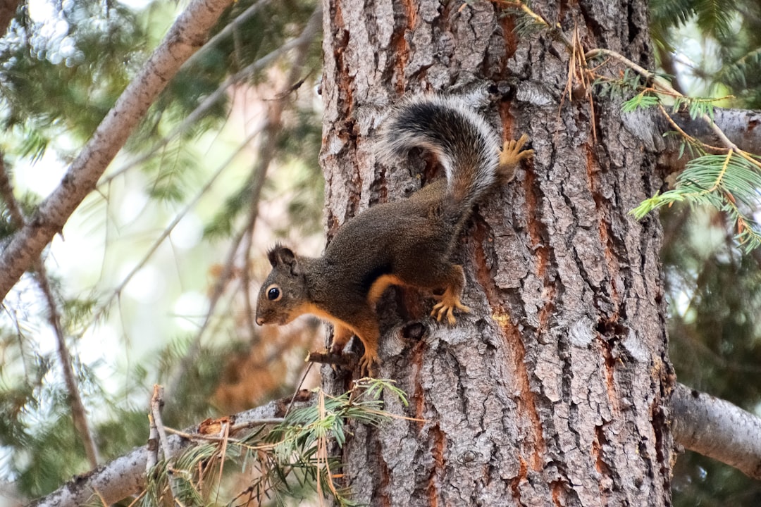 brown squirrel on brown tree trunk during daytime